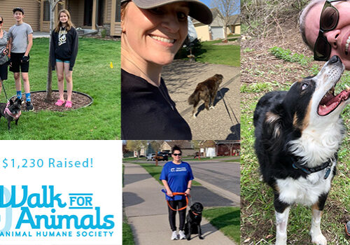 Collage of Walk for Animals volunteers with their pets